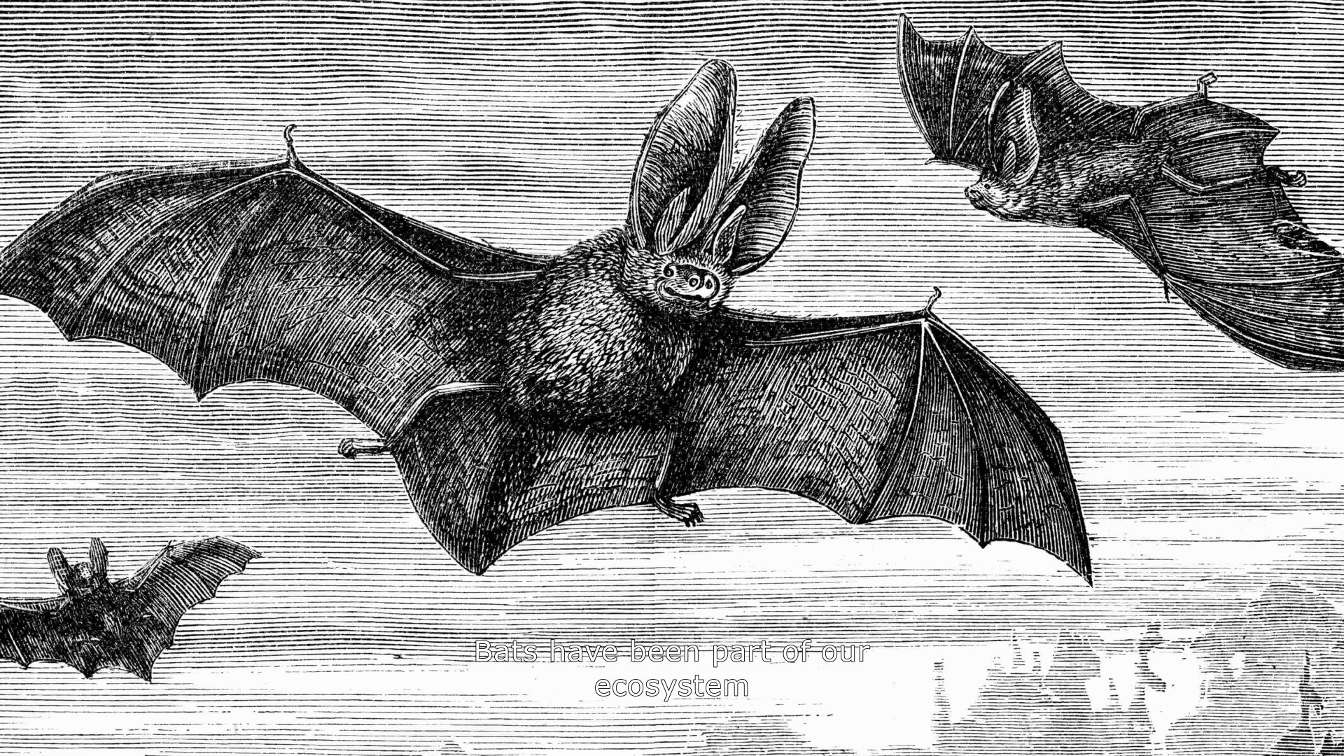 Antique book image of European bats