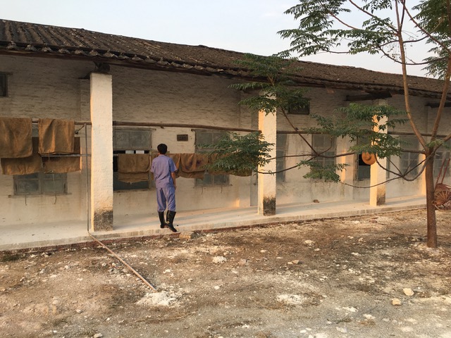 Photo from our survey of farms after the original SADS-CoV outbreak in Guangdong province, China. Examining for evidence of bat visitation to this pigsty. 