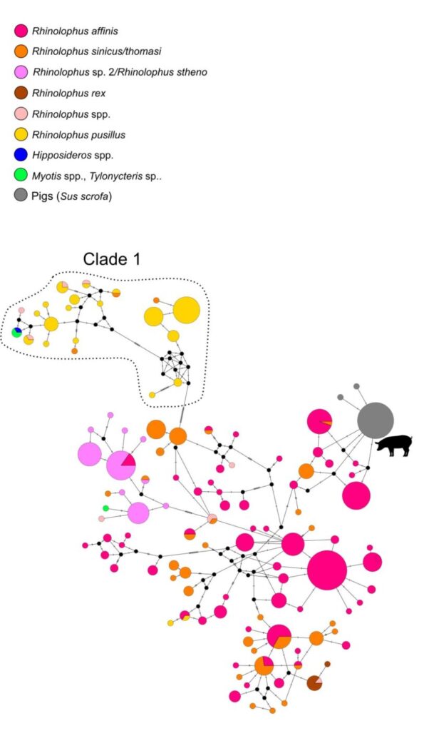 Median-joining network of rhinacoviruses for the data set with known hosts only. Colored circles correspond to distinct rhinacovirus sequences, and circle size is proportional to the number of identical sequences in the data set. Small black circles represent median vectors (ancestral or unsampled intermediate sequences).