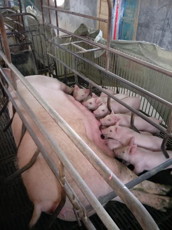 One of the intensively-managed pig farms from the original SADS-CoV outbreak reported in 2018.