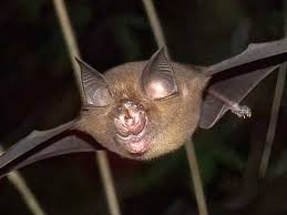 Rhinolophus affinis, the horseshoe bat species from which the original SADS-CoV outbreak spilled over into pigs, and a key reservoir host for the evolutionary origins of this group of viruses.
